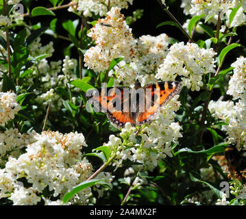 Les petites écailles de papillon, Aglais urticae sur la décoloration des fleurs de troènes. Ligustrum ovalifolium. Banque D'Images