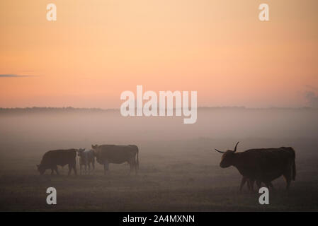 Les vaches au pâturage au coucher du soleil Banque D'Images