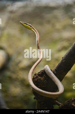 La serpent de vigne (oxybelis brevirostris), l'Équateur Banque D'Images