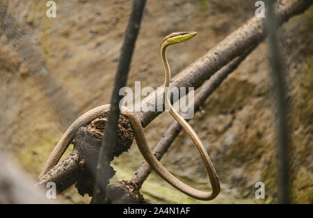 La serpent de vigne (oxybelis brevirostris), l'Équateur