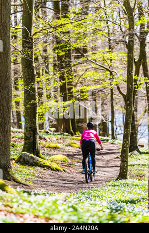 La forêt au printemps cycliste Banque D'Images