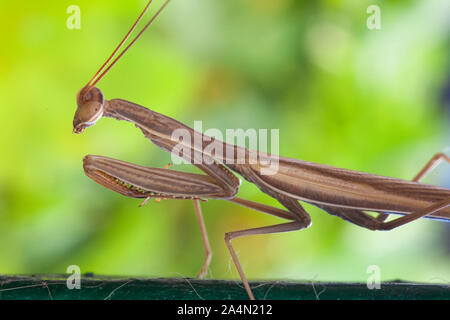 Praying mantis # 2 Banque D'Images