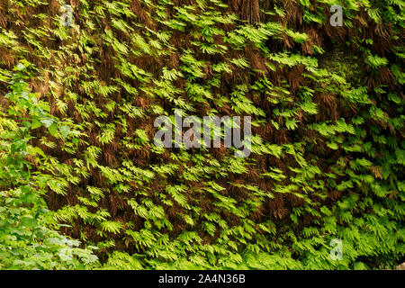 CA03651-00...CALIFORNIE - fougères poussant sur les parois du canyon de Fougères en Prairie Creek Redwoods State Park. Banque D'Images