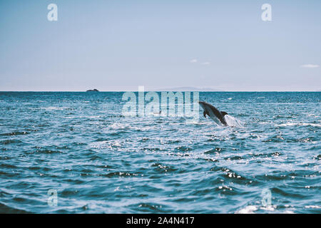 Dolphin jumping in sea Banque D'Images