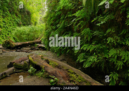 CA03662-00...CALIFORNIE - anciens journaux sur le plancher de Fern Canyon dans la Prairie Creek Redwoods State Park. Banque D'Images