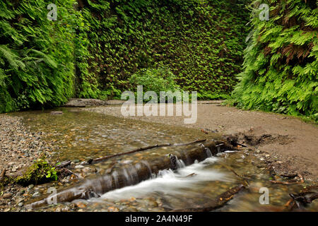 CA03663-00...CALIFORNIE - Petit ruisseau sur le parquet de Fern Canyon dans la Prairie Creek Redwoods State Park. Banque D'Images