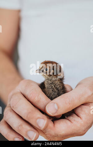 Mains tenant peu chick Banque D'Images