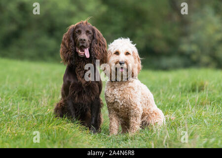 Deux chiens portrait Banque D'Images