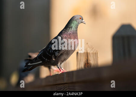 Un seul pigeon perché sur une barrière en bois au soleil dans la chaleureuse lumière du matin. Banque D'Images