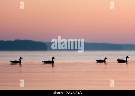 Quatre silhouettes de crépuscule des oies sur le lac. Banque D'Images