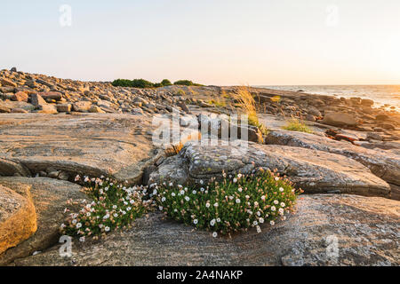 Fleurs sauvages sur la côte rocheuse Banque D'Images