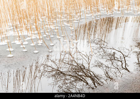 Roseaux en lac gelé Banque D'Images