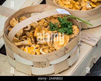 Les chanterelles dans un panier Banque D'Images