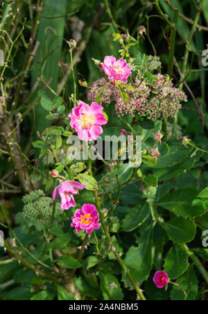 Une belle plante de roses de Downy du Nord sauvage avec des fleurs roses dans un jardin à Sawdon North Yorkshire Angleterre Royaume-Uni Banque D'Images