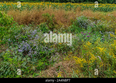 Les hautes herbes et fleurs sauvages colorées dans un champ de tournesols qui fleurit dans l'arrière-plan dans la journée à l'automne Banque D'Images