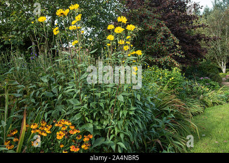 Belle fleurs jaunes Helianthus et orange Helenium sur l'exposition dans un jardin à Sawdon North Yorkshire Angleterre Royaume-Uni Banque D'Images