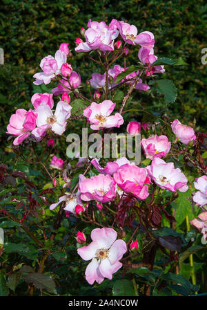 Un chien sauvage Rose Bush à Bloom dans un jardin à Sawdon North Yorkshire Angleterre Royaume-Uni Banque D'Images