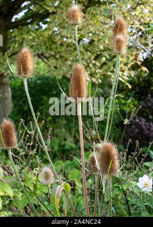 Une usine de Teasel debout avec des têtes de fleurs de grillage marron dans un jardin à Sawdon North Yorkshire England Royaume-Uni Banque D'Images