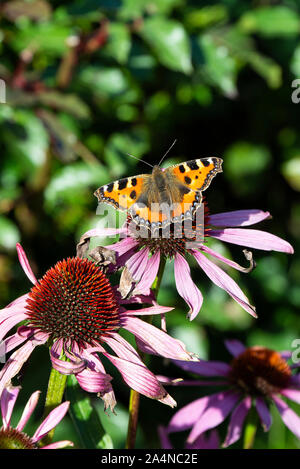 Un petit papillon Tortoiseshell nourrissage sur Nectar sur un angustifolia mauve de Coneflower dans un jardin à Sawdon North Yorkshire Angleterre Royaume-Uni Banque D'Images