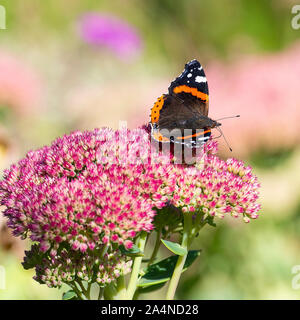 Un amiral rouge papillon nourrissage sur Nectar sur une tête de fleur de Sedum joie d'automne dans un jardin près de Sawdon North Yorkshire Angleterre Royaume-Uni Banque D'Images