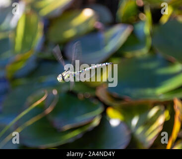 Un magnifique Hawker Dragonfly migrant coloré en vol au-dessus de l'eau dans un jardin à Sawdon North Yorkshire Angleterre Royaume-Uni Banque D'Images