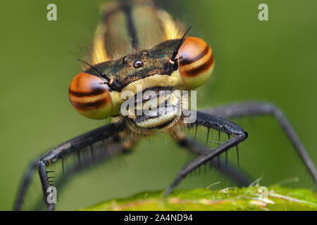 Close up of large Red Libellule Pyrrhosoma nymphula (tête). Tipperary, Irlande Banque D'Images