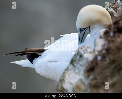 Un magnifique Gannet adulte perché sur un visage de Cliff à Bempton Cliffs près de Flamborough Head North Yorkshire England Royaume-Uni Banque D'Images