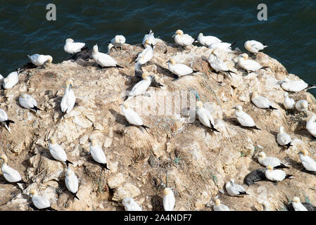 Fait partie d'une colonie de Gannet sur une affleurement rocheux à Bempton Cliffs North Yorkshire England Royaume-Uni Banque D'Images