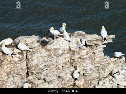 Fait partie d'une colonie de Gannet sur une affleurement rocheux à Bempton Cliffs North Yorkshire England Royaume-Uni Banque D'Images