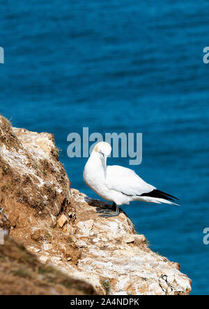 Un magnifique Gannet adulte perché sur un visage de Cliff à Bempton Cliffs près de Flamborough Head North Yorkshire England Royaume-Uni Banque D'Images