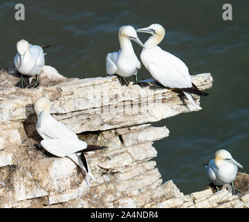 Fait partie d'une colonie de Gannet sur une affleurement rocheux à Bempton Cliffs North Yorkshire England Royaume-Uni Banque D'Images