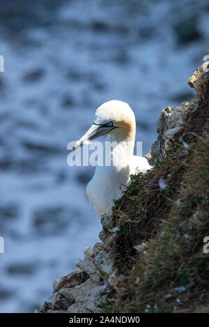 Un magnifique Gannet adulte perché sur un visage de Cliff à Bempton Cliffs près de Flamborough Head North Yorkshire England Royaume-Uni Banque D'Images