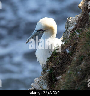 Un magnifique Gannet adulte perché sur un visage de Cliff à Bempton Cliffs près de Flamborough Head North Yorkshire England Royaume-Uni Banque D'Images