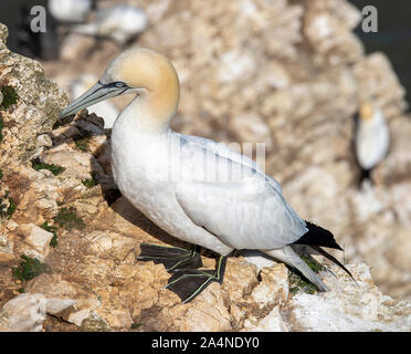 Un magnifique Gannet adulte perché sur un visage de Cliff à Bempton Cliffs près de Flamborough Head North Yorkshire England Royaume-Uni Banque D'Images