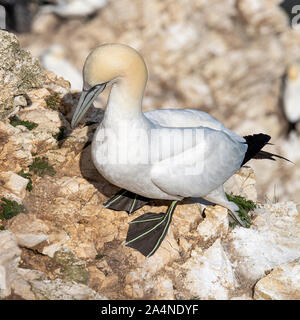 Un magnifique Gannet adulte perché sur un visage de Cliff à Bempton Cliffs près de Flamborough Head North Yorkshire England Royaume-Uni Banque D'Images