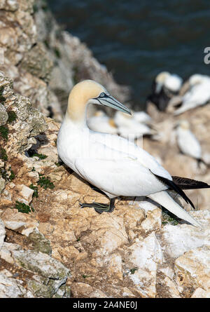 Un magnifique Gannet adulte perché sur un visage de Cliff à Bempton Cliffs près de Flamborough Head North Yorkshire England Royaume-Uni Banque D'Images