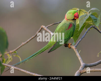 Green Parrot perching on branch Banque D'Images