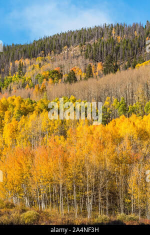Une montagne pleine de couleurs en automne dans les trembles sur un après-midi ensoleillé le long Gore passent près de Steamboat, Colorado. Banque D'Images