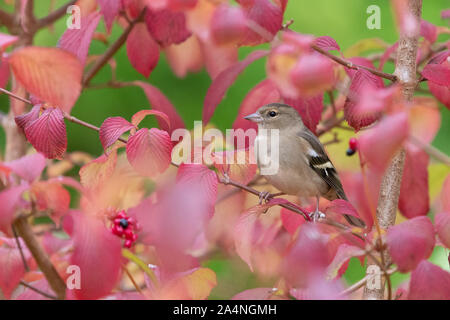 Chaffinch (femelle) - Fringilla coelebs - à l'automne se percher dans arbuste viburnum - UK Banque D'Images