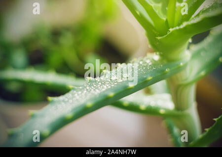 L'épais juteux feuille de l'aloe vera est de plus en plus jeunes couverts de gouttes de rosée irisée qui sont éclairés par la lumière du soleil. Banque D'Images