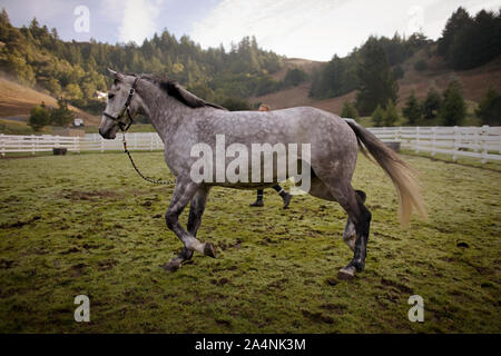 Gris cheval trottant avec son propriétaire à l'intérieur d'un enclos clôturé. Banque D'Images