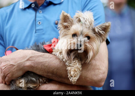 Un petit chien sur les mains d'un homme Banque D'Images