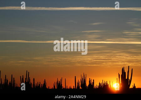 Zona de vegetacion plagada de Sahuaros que forma parte del Desierto de San Nicolas en el estado de Sonora, Mexique..plein de végétation qui est par Banque D'Images