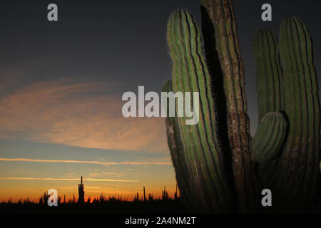 Zona de vegetacion plagada de Sahuaros que forma parte del Desierto de San Nicolas en el estado de Sonora, Mexique..plein de végétation qui est par Banque D'Images