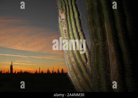 Zona de vegetacion plagada de Sahuaros que forma parte del Desierto de San Nicolas en el estado de Sonora, Mexique..plein de végétation qui est par Banque D'Images