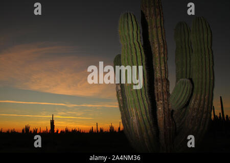 Zona de vegetacion plagada de Sahuaros que forma parte del Desierto de San Nicolas en el estado de Sonora, Mexique..plein de végétation qui est par Banque D'Images