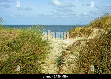 Les dunes de sable par la mer. Un jour de vent en été sur l'île de Sylt, au nord de l'archipel Frison, Schleswig-Holstein, Allemagne. Banque D'Images