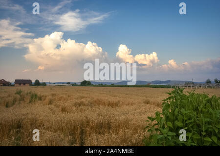 Les nuages de tempête sont des capacités sur les contreforts des montagnes des Carpates de Transylvanie, Roumanie Banque D'Images