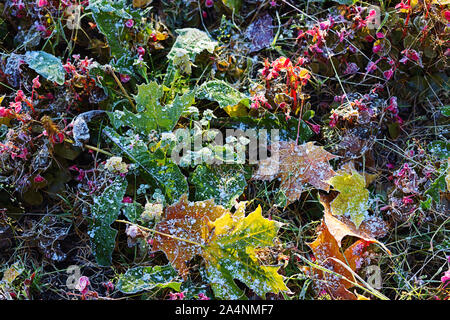 Premières gelées sur les fleurs, les feuilles et l'herbe Banque D'Images