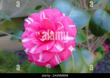 Cultivar japonais rose fleur de camélia japonica Banque D'Images